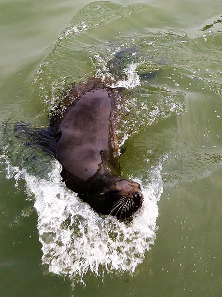 Sea Lion at Longleat.JPG